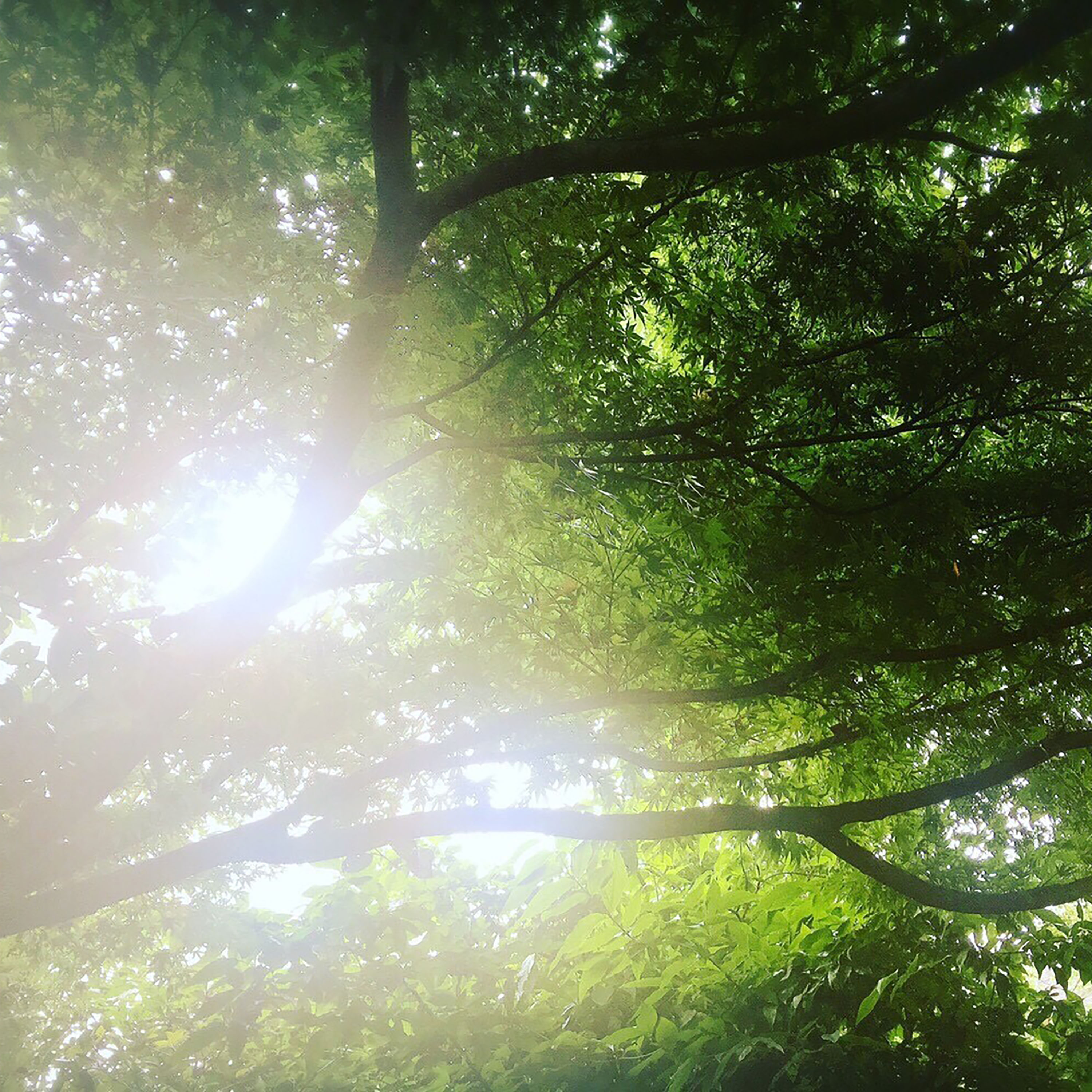 光と林